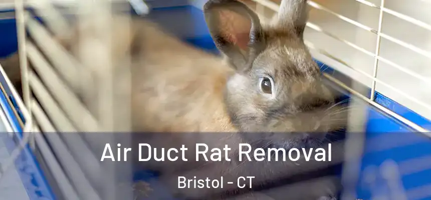 Air Duct Rat Removal Bristol - CT