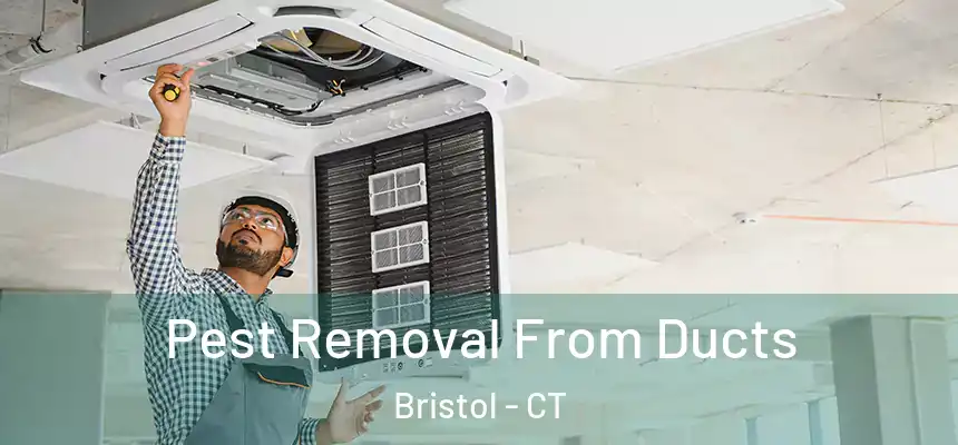  Pest Removal From Ducts Bristol - CT